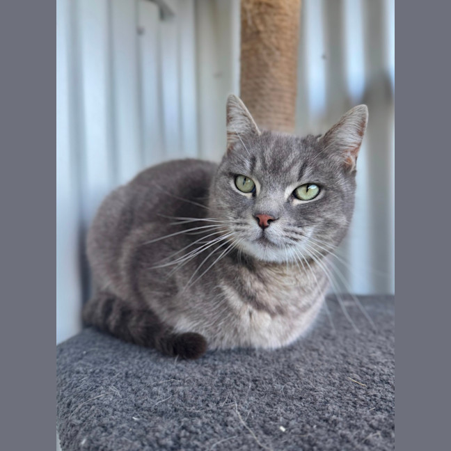 Photo of Sushi Roll