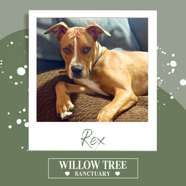 Photo of Rex