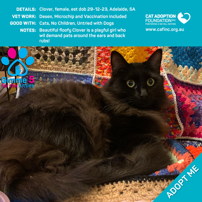 Photo of Clover Only $50 Limited Time!