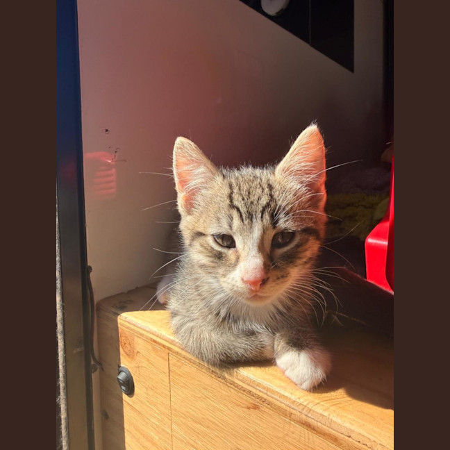 Photo of Milo