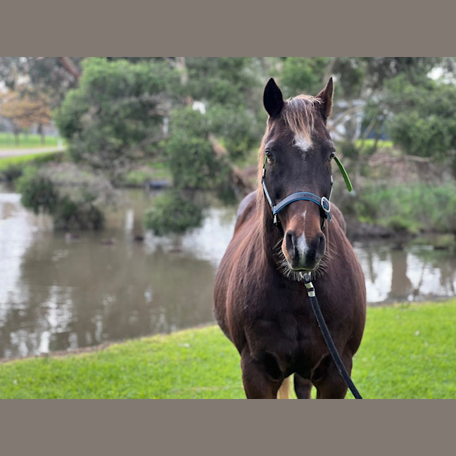 Photo of Harvey