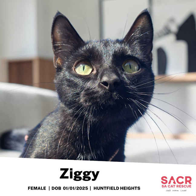 Photo of Ziggy