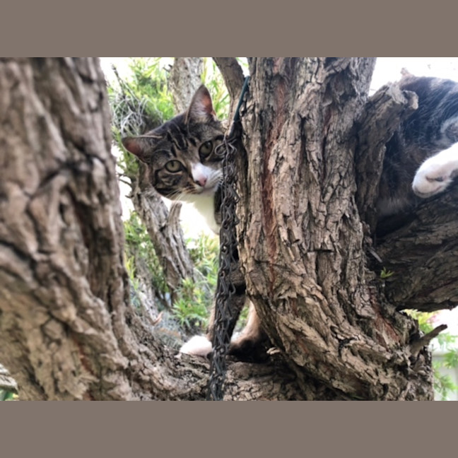 Photo of Tiddles   13 Year Old Domestic Short Hair