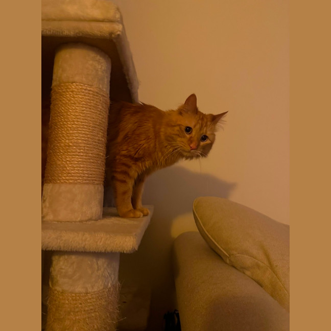 Photo of Flynn