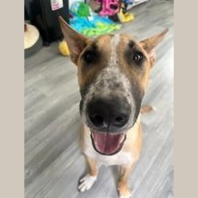 Photo of Peanut
