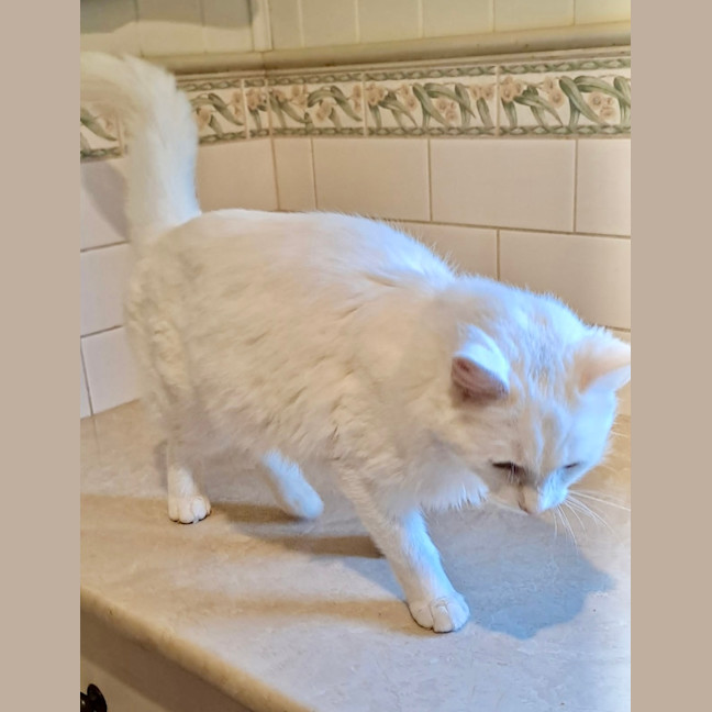 Photo of Topaz
