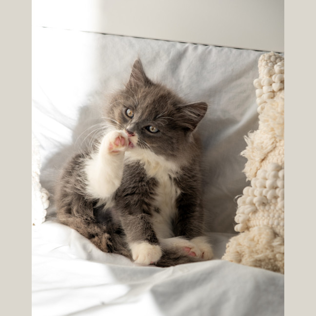 Photo of Bluey