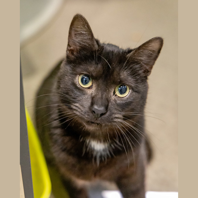 Photo of Lord Farquaad