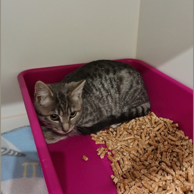 Photo of Kiki