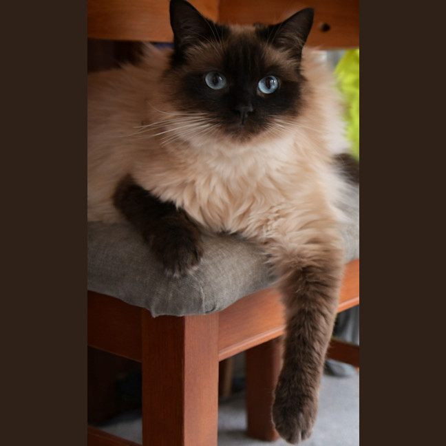 Photo of Sailor Moon & Shilo *9 Lives Project Rescue*