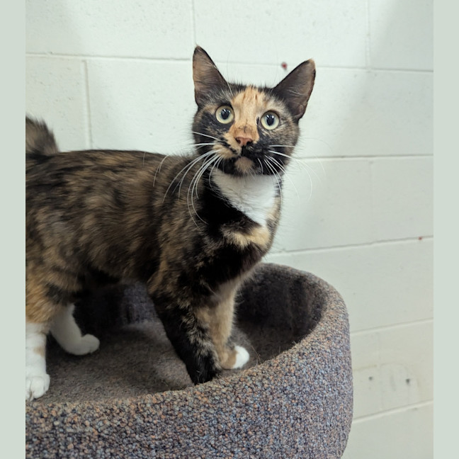 Photo of Mocha