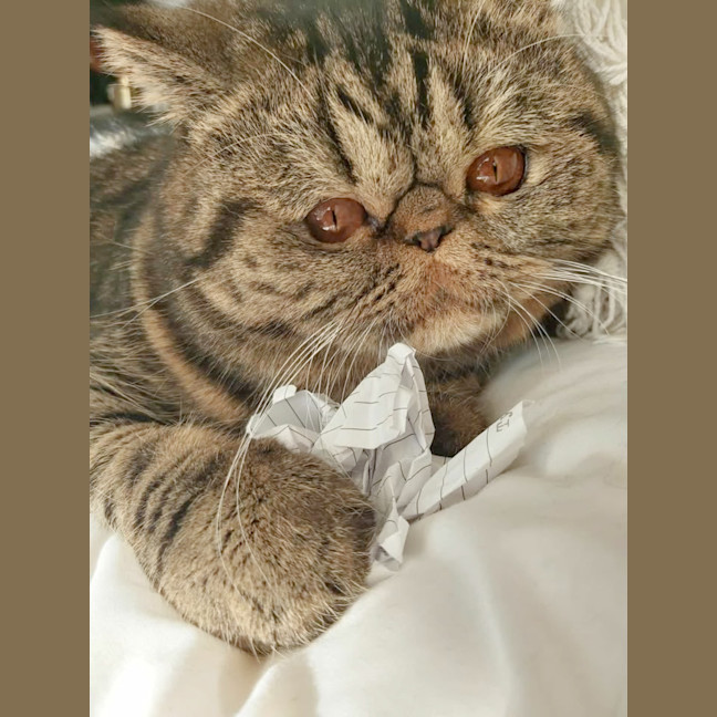 Photo of 🐾Cash🐾