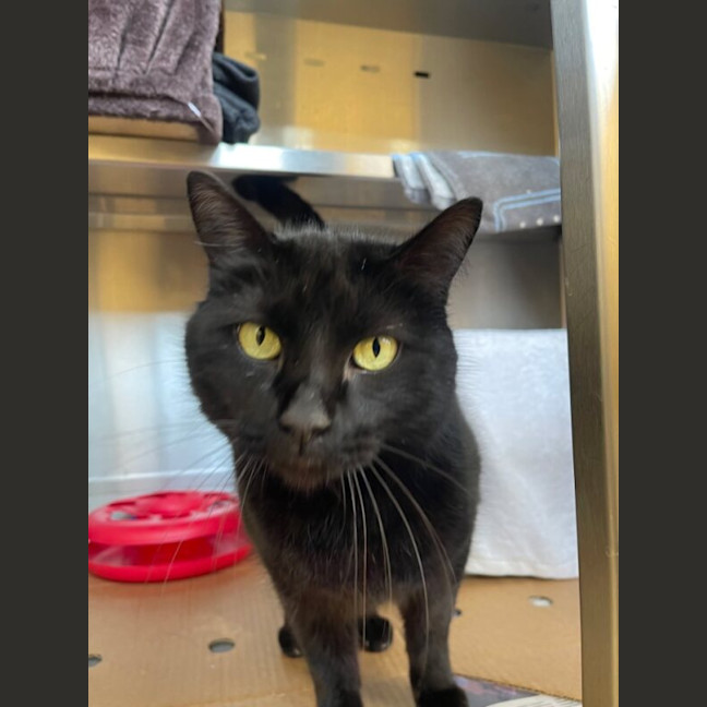 Photo of Salem