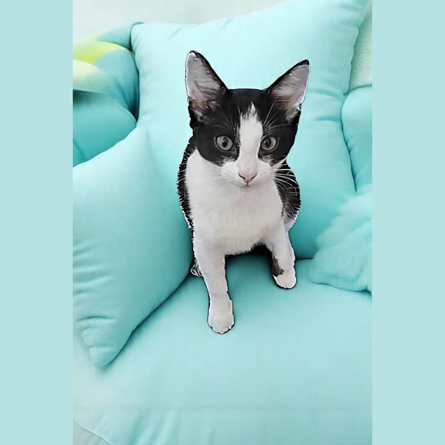 Photo of Felix 