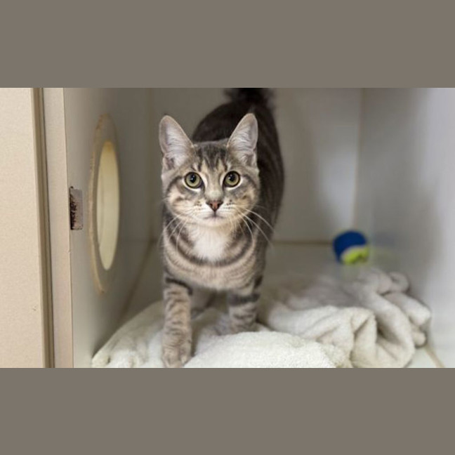 Photo of Bean