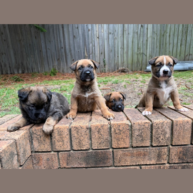 Photo of Top Gun Puppies