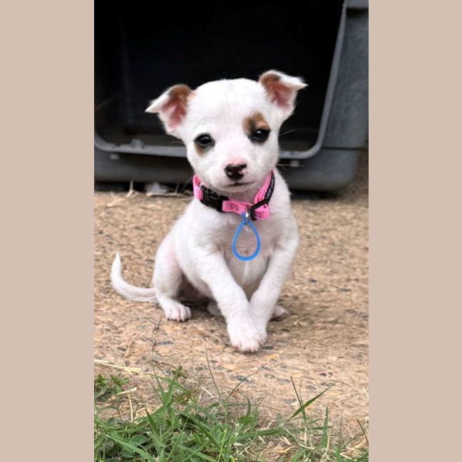 Photo of Pixie