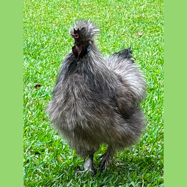 Photo of 5 Silkie Roosters 