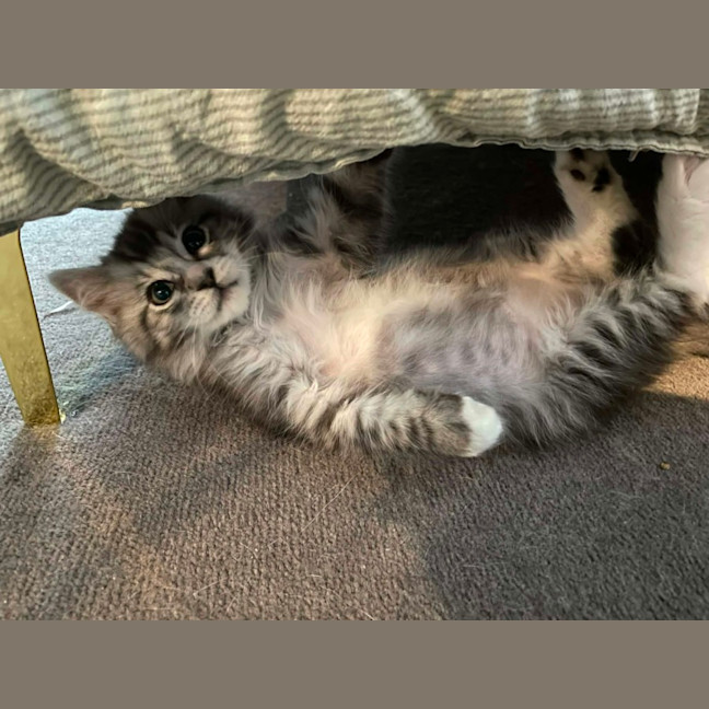 Photo of King Fluffernutter 