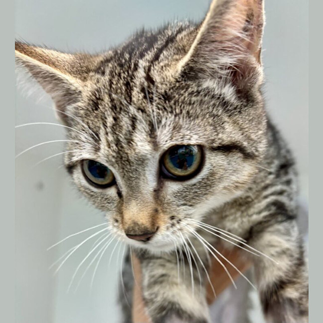 Photo of Cali