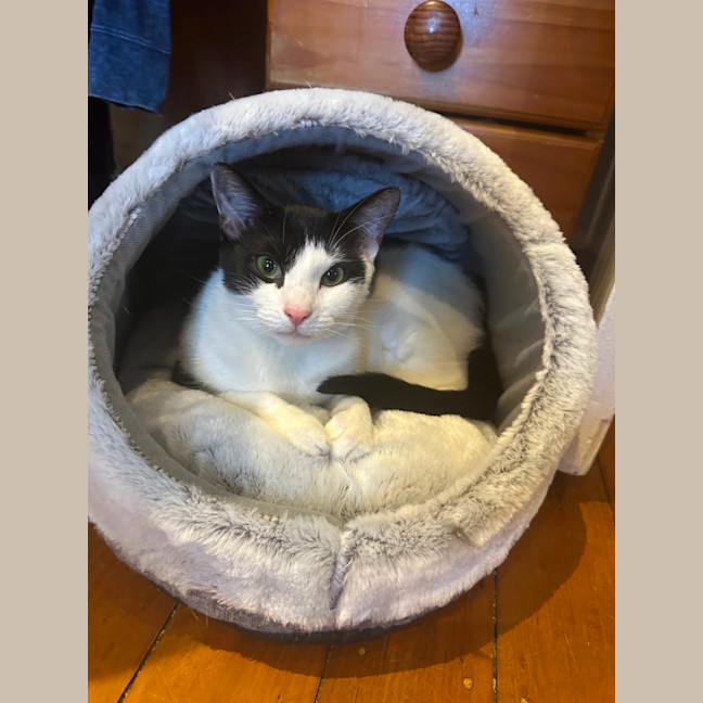 Photo of Violet