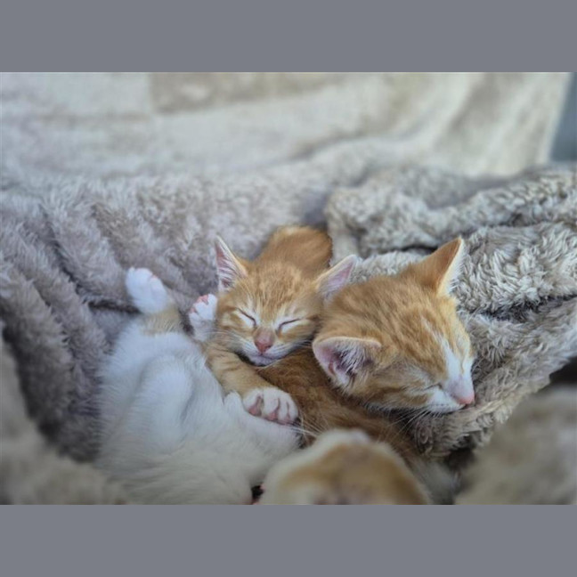 Photo of Cinnamon