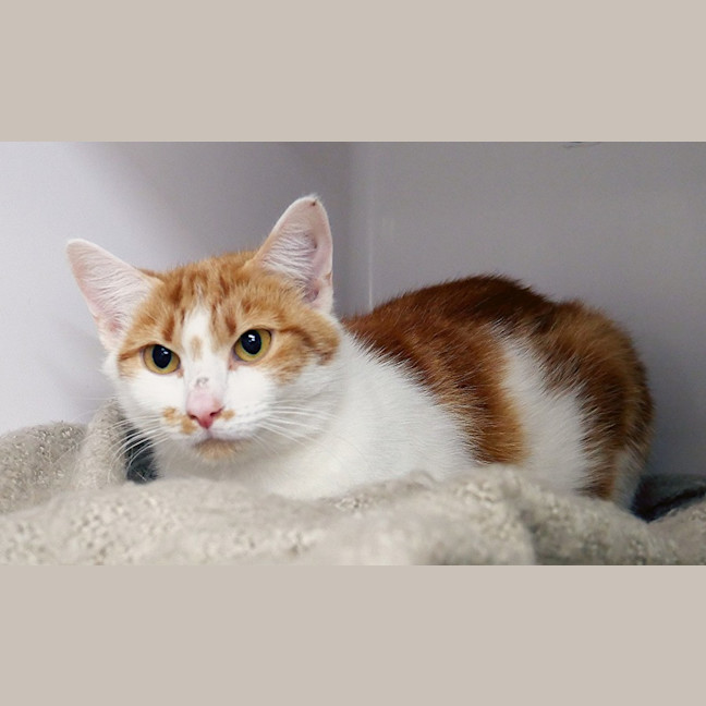 Photo of Carrot Cake Sta013715