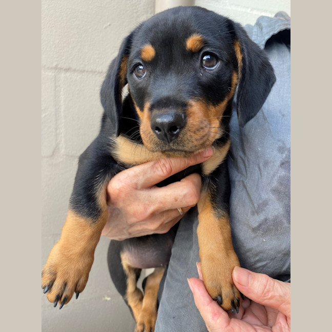 Photo of D1113 Reggie