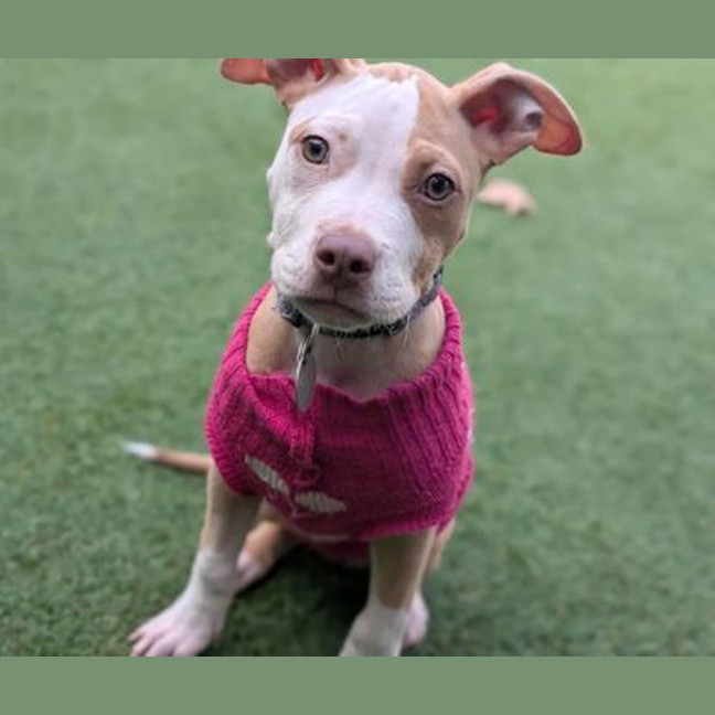 Photo of Trixie