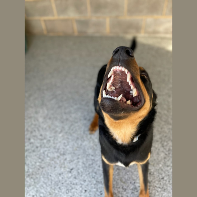 Photo of Rippley