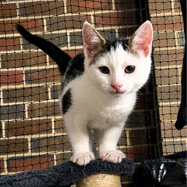 Photo of Domino
