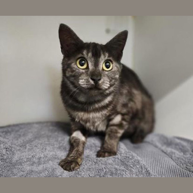 Photo of Zelda