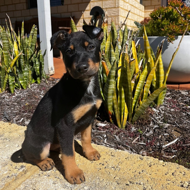 Photo of Axle