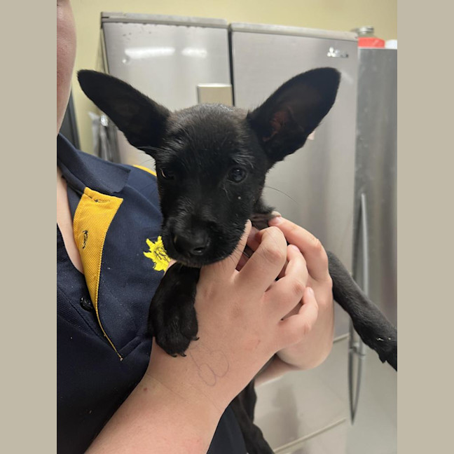 Photo of Skinny Marie (Evie)