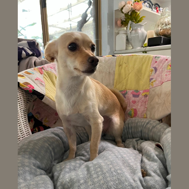 Photo of Valentino (Tina)