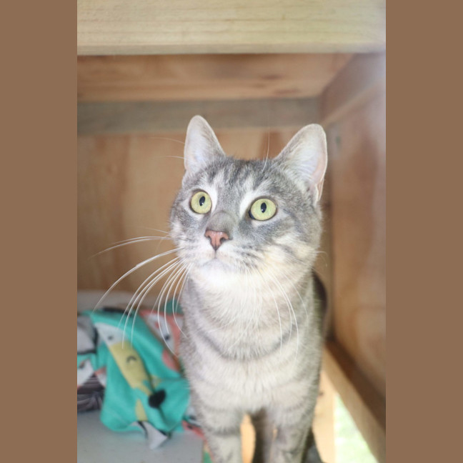 Photo of Winston   Now At Thornton Pet Quarters