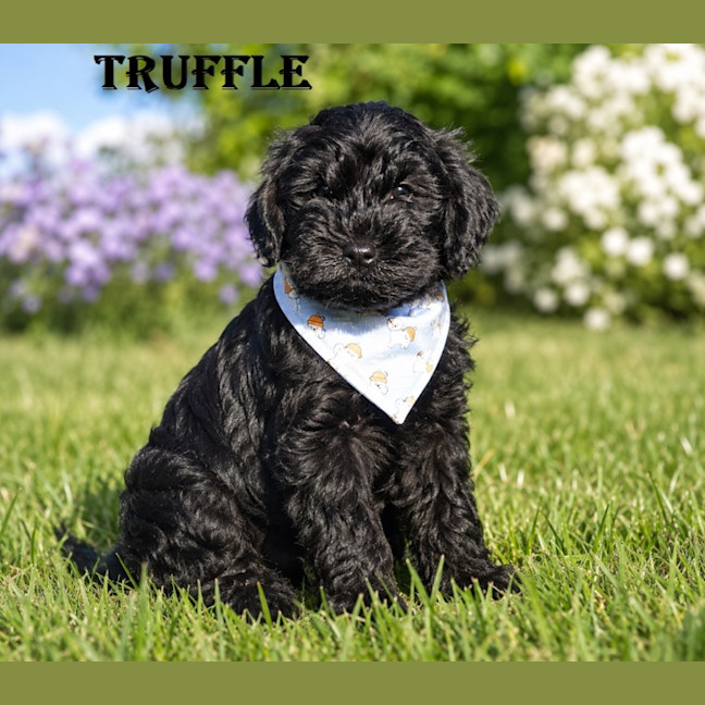 Photo of Truffle
