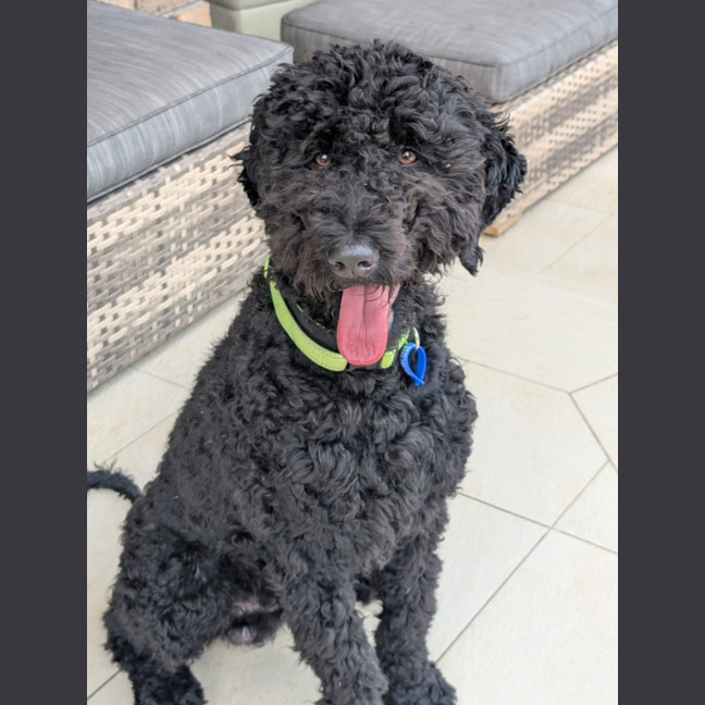 Photo of Tello   1 Year Old Poodle