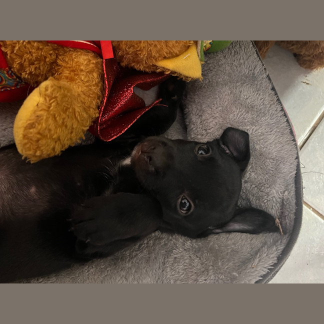 Photo of Teaky