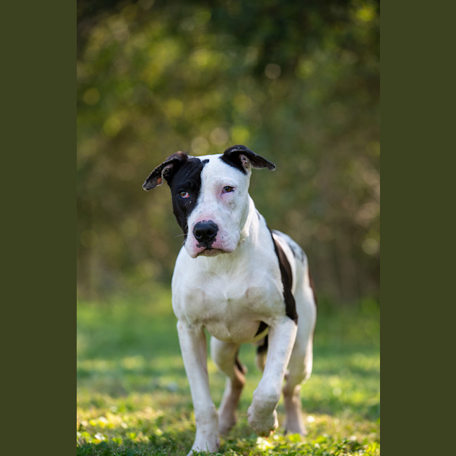 Photo of Ace