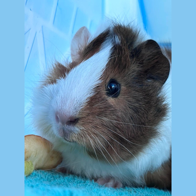 Photo of Colette / Belle