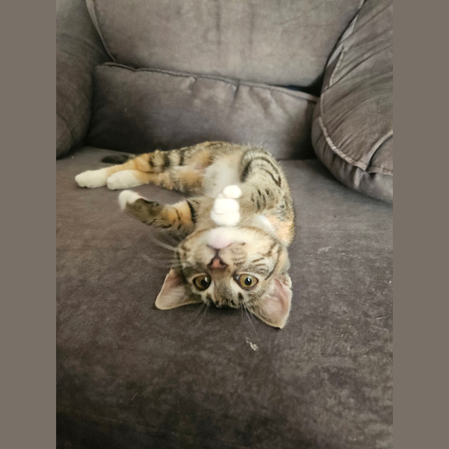 Photo of Mabel (Was Max)