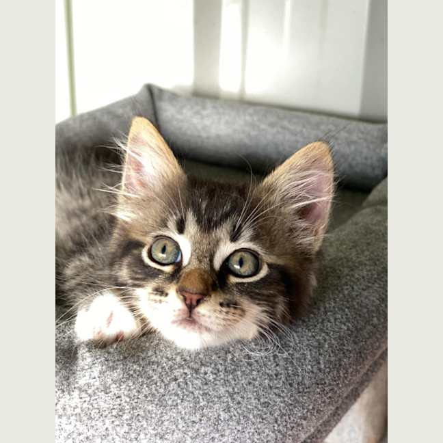 Photo of Petal