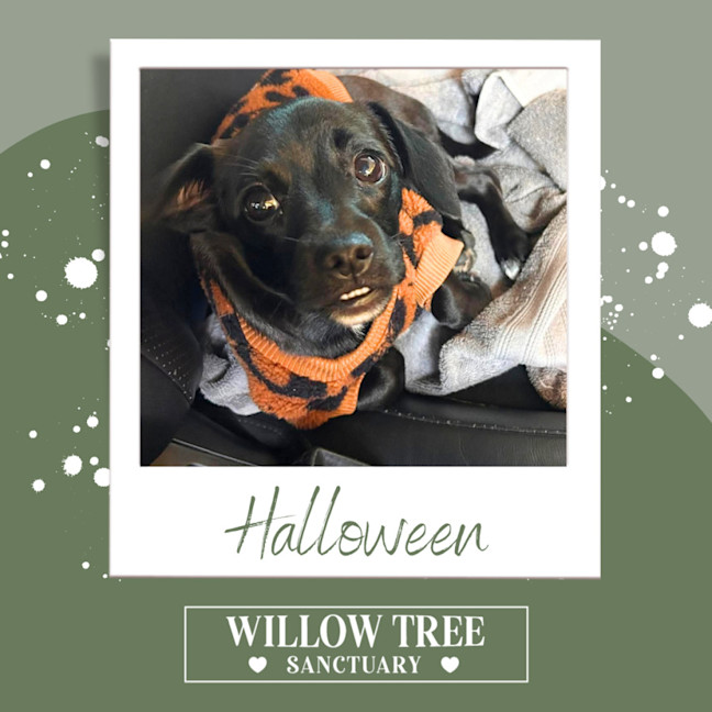 Photo of Halloween