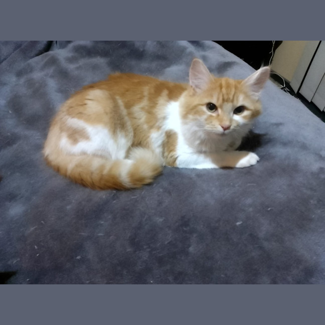 Photo of Hissy Miggins