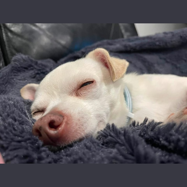 Photo of Odie