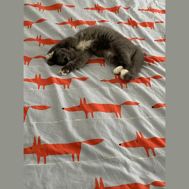 Photo of Tank ( Was Leela )
