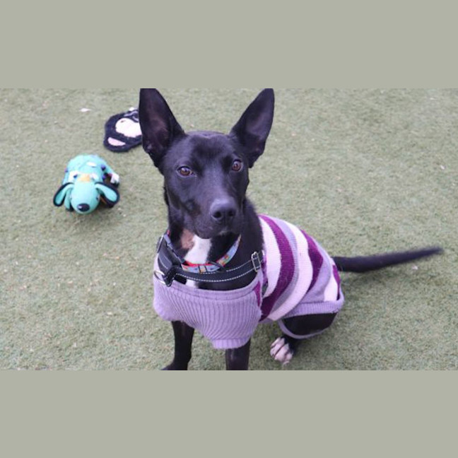 Photo of Anubis