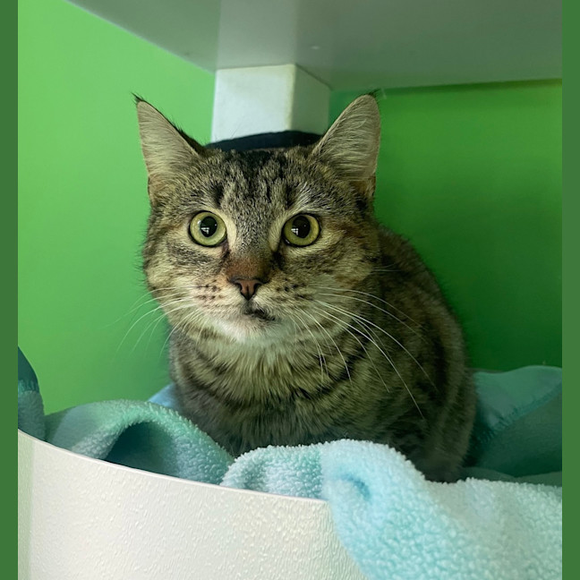 Photo of Suki