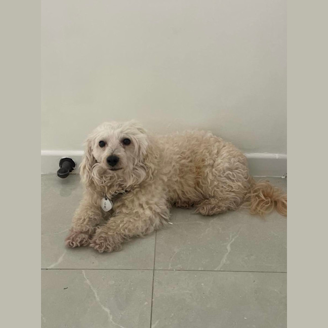 Photo of Scruffy